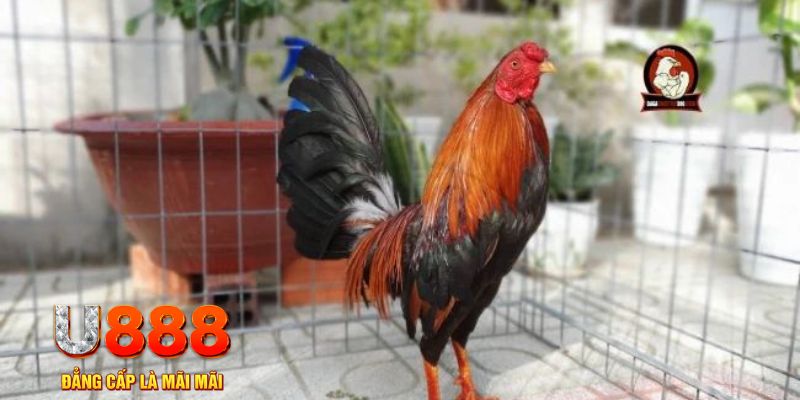 kubet789 game máy bay nổ hũ