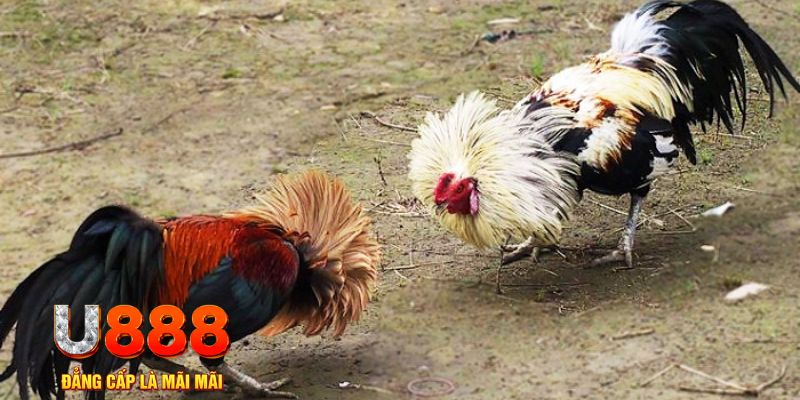 kubet789 game nổ hũ là gì